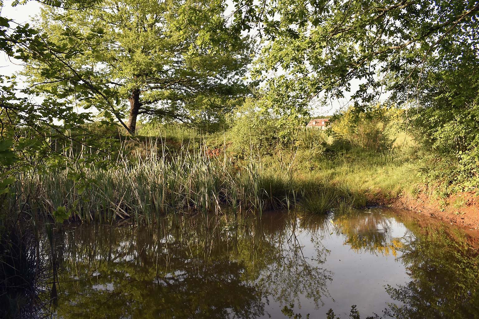 the pond