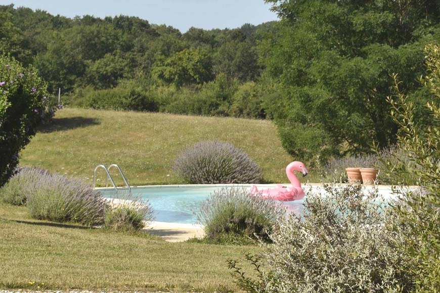 Cygne dans la piscine